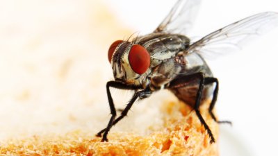 Как да елиминирате мухите от дома?