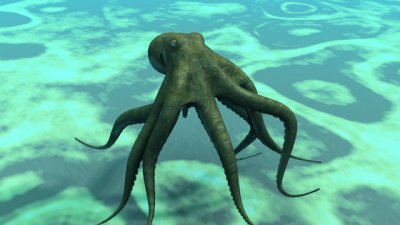 Знаете ли, че... октоподите нямат 8 крака?
