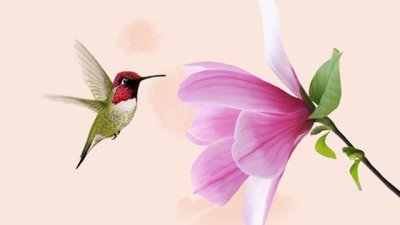 Будистки приказки за просветление