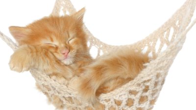 Знаете ли, че... котките издават около 100 различни звука?