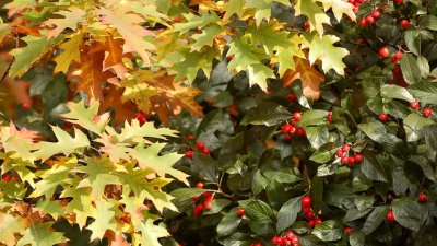 За какво са полезни дренките?