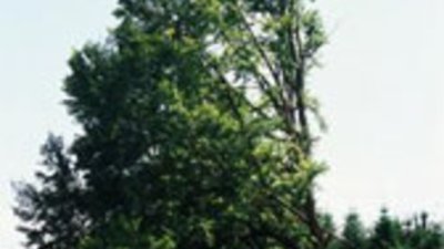 Десетте стъпки за запазването на българската гора