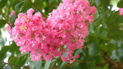 Индийски люляк за заклети романтички