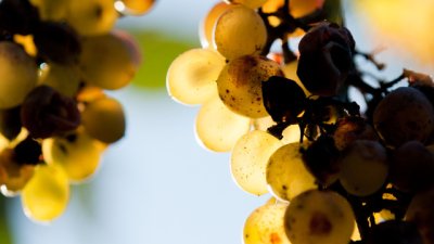 4 храни с мощна лечебна сила