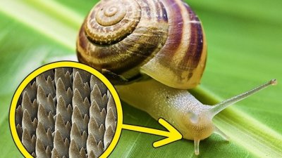 10 странни любопитни факта, които звучат невероятно 