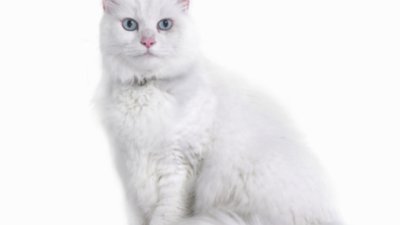 Как котките лекуват?