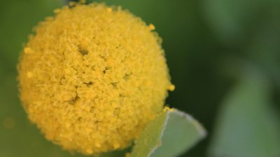 Краспедия – кълбовидното цвете