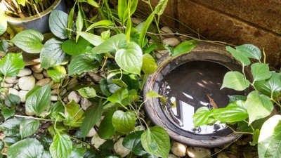 Методи за прогонване на комарите от градината