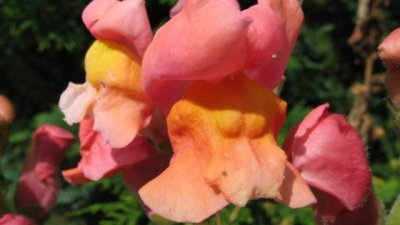 Антиринум или още любимото градинско кученце