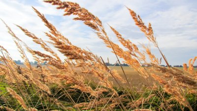 Пълнозърнести култури, подходящи за бебета