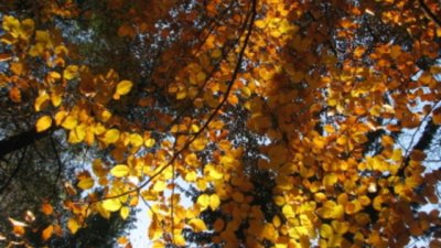 Предложения за почивните дни – 12 и 13 ноември