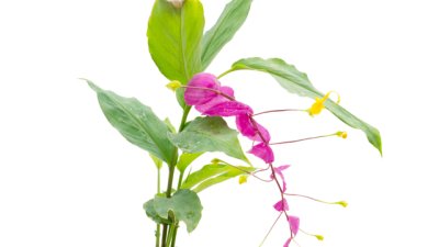 Глоба – как да отглеждаме красивата тропическа фея?