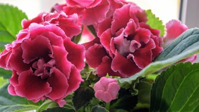 Как да отглеждате каменно цвете вкъщи 