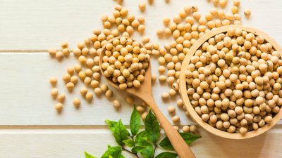 Потенциални здравословни рискове от прекаляването със соята 