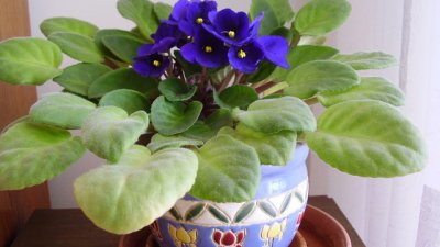 Еписция – малко цвете, голяма красота!