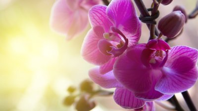 Подходящи цветя и билки за всяка зодия