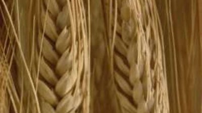 Как да се предпазим от опасната бактерия E.coli?