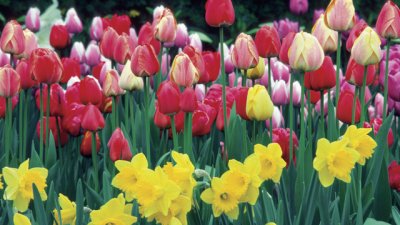 Пролетни цветя, подходящи за великденската трапеза 