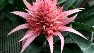 Ехмея – причудлива и огнена