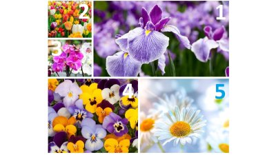 Тест: Изберете цвете и разберете някои тайни за себе си