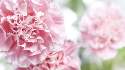 Карамфил - толкова красив и разнообразен!