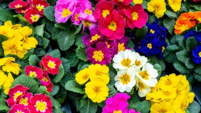 Иглика - съвети за отглеждане и буен растеж 