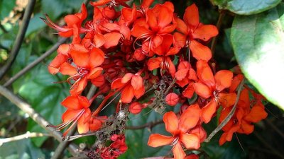 Клеродендрум – кичест и цъфтящ цяло лято