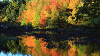 Есенна сълза