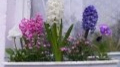 Цветята в нашата градина