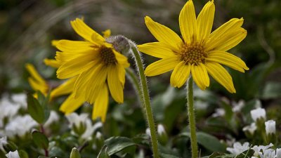 Арника – благотворното растение с екзотично име