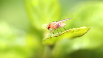 Как да отстраните плодовите мушици от дома?