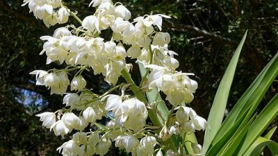 Юка – как да я отглеждаме 