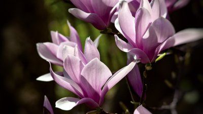 Обещание за пролет