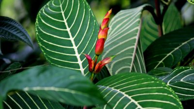 Санхеция – красота в зелени нюанси 