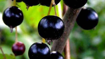 Бани с листа от касис облекчават симптомите на псориазис