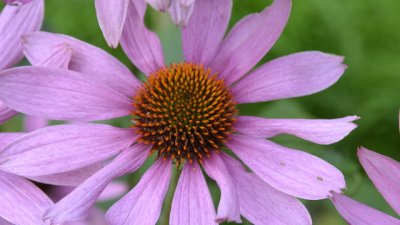 Билки, които лекуват херпеси 