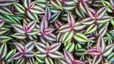 Зебрина – впечатляващ сукулент 