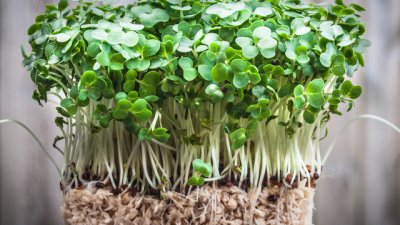 Кресон – суперзеленчук за здрави сърце, кожа и кости