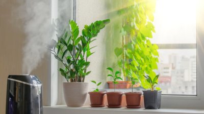 6 начина да овлажните въздуха без уред за овлажняване 