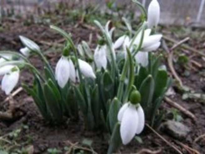 Ракия с кокичета при настинка