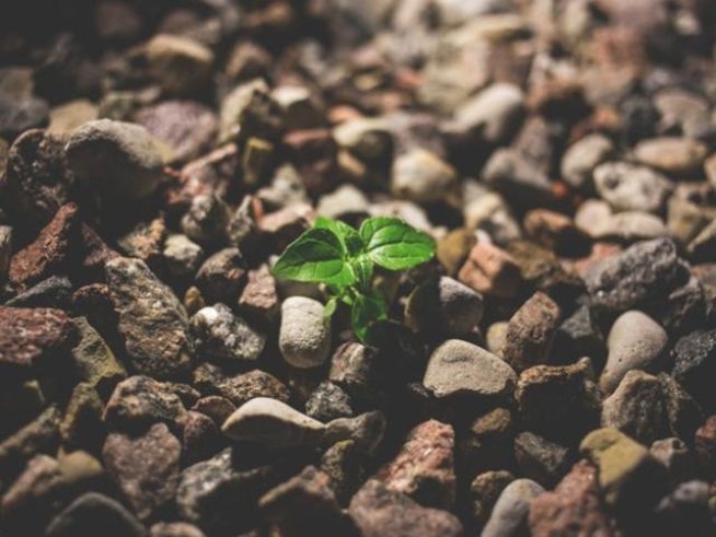 Снимка: freestocks.org/pexels