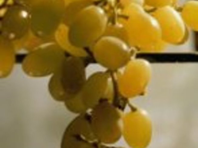 Гроздето – лекарство и хляб