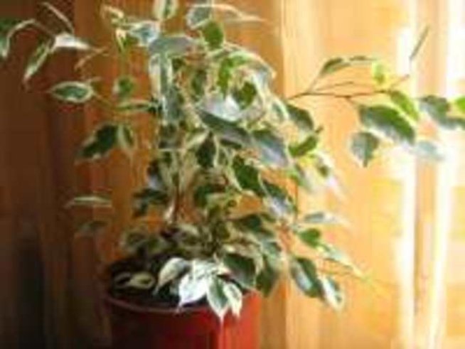 Фикус Бенджамин