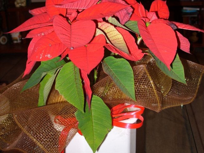 Снимка: Ивет Лолова