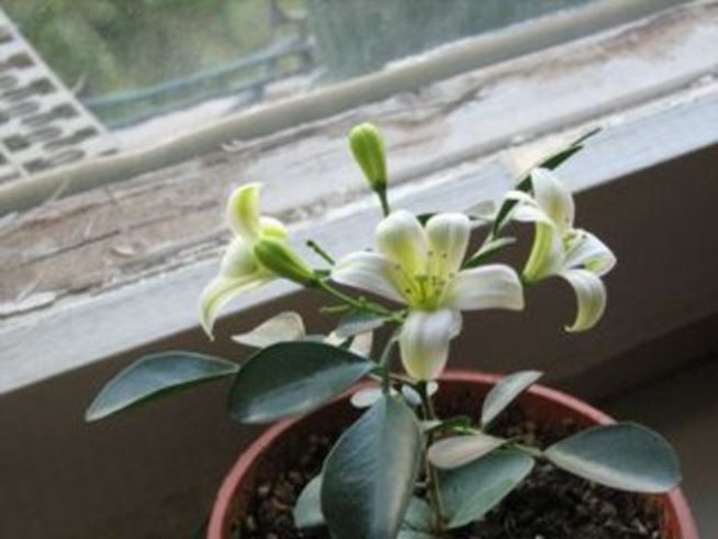 Екзотичната Мурая