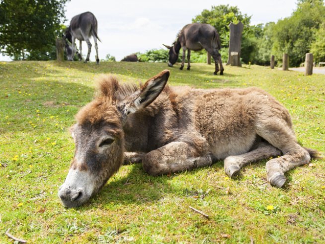 Снимка: thinkstock