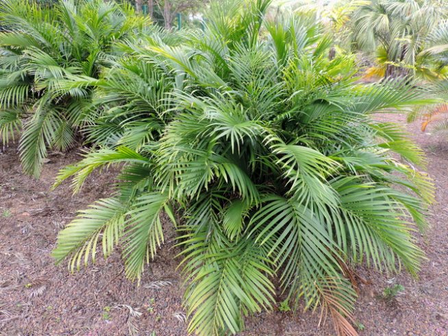 Снимка: Wikimedia Commons