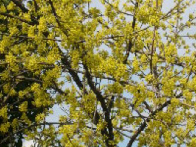 Дрянът – надежда за здраве