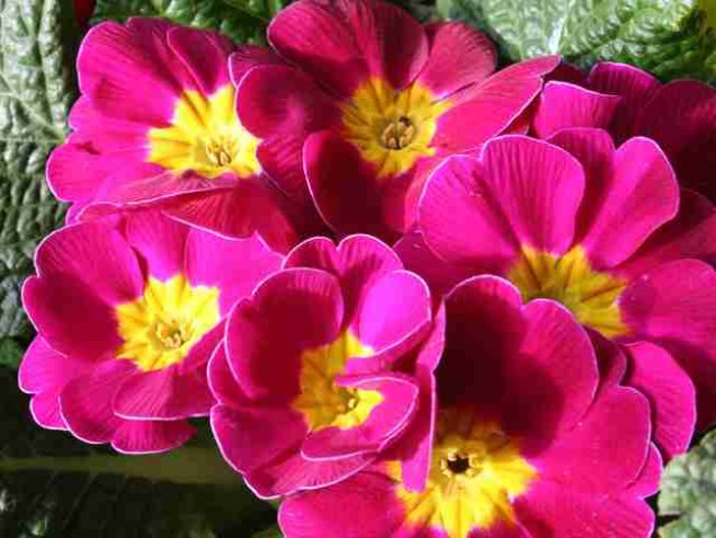 Снимка: Wikimedia Commons