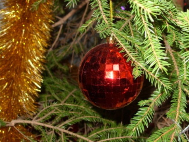 Колко вида Коледа познавате?